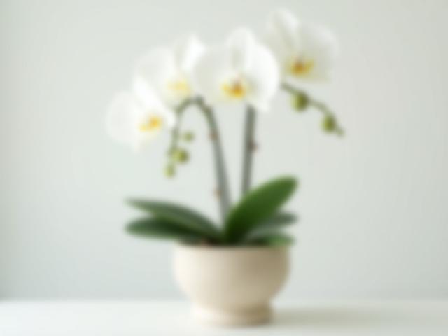 Orquídea Phalaenopsis en Maceta